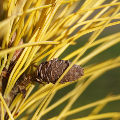 Pinus strobus 'Louie' (7)